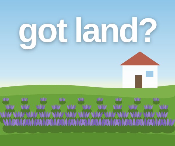 got land? Lavender rows beside a house