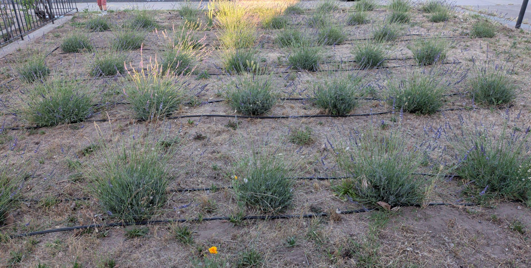 Lavender rows, 2026